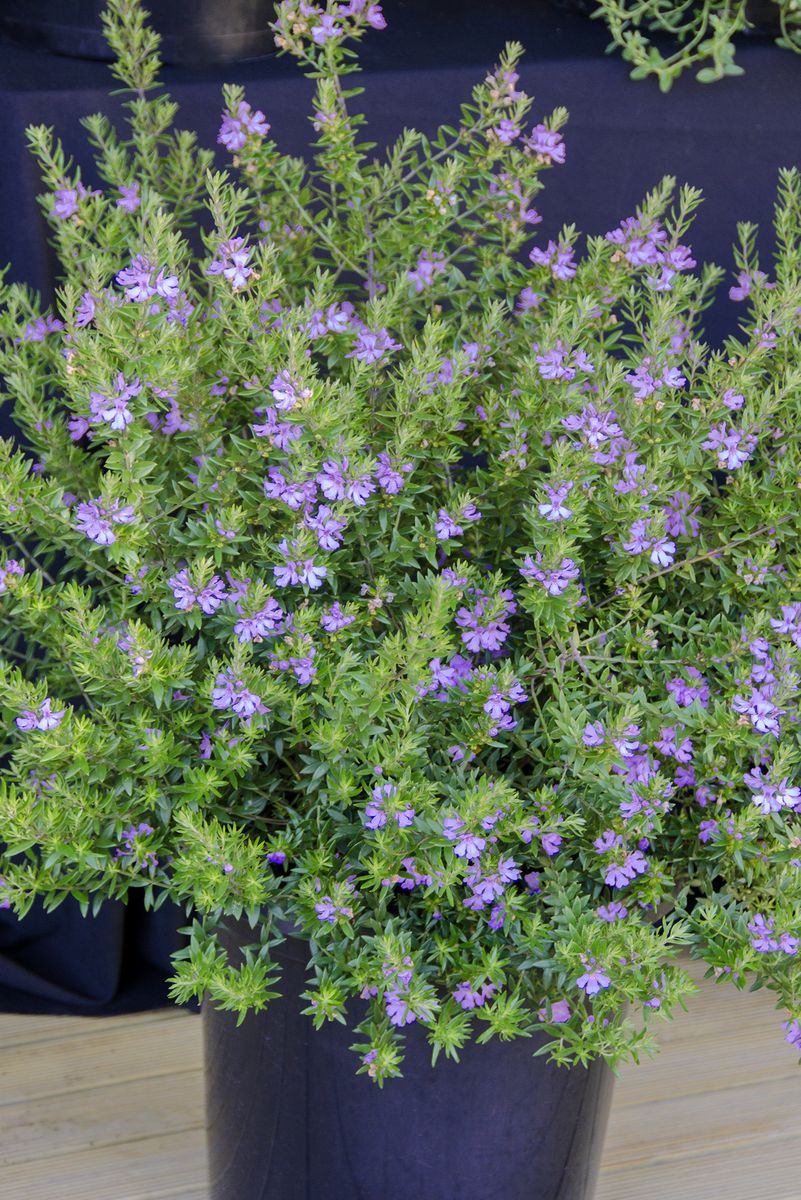 Westringia ‘SMOKE SCREEN™ Purple’