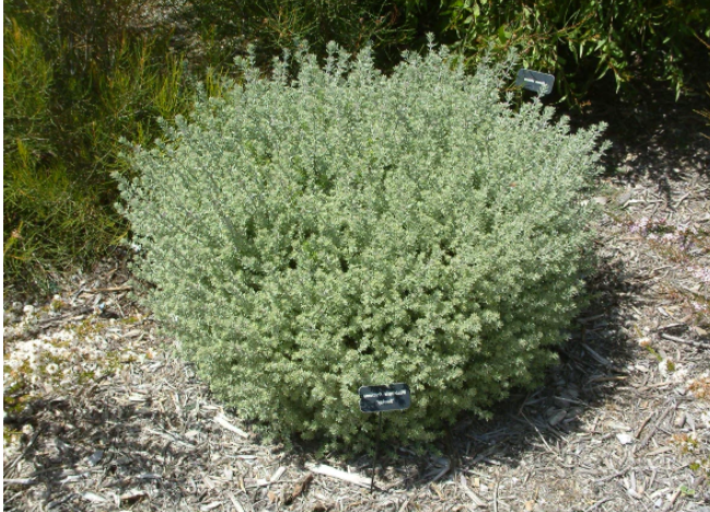 Westringia fruticosa