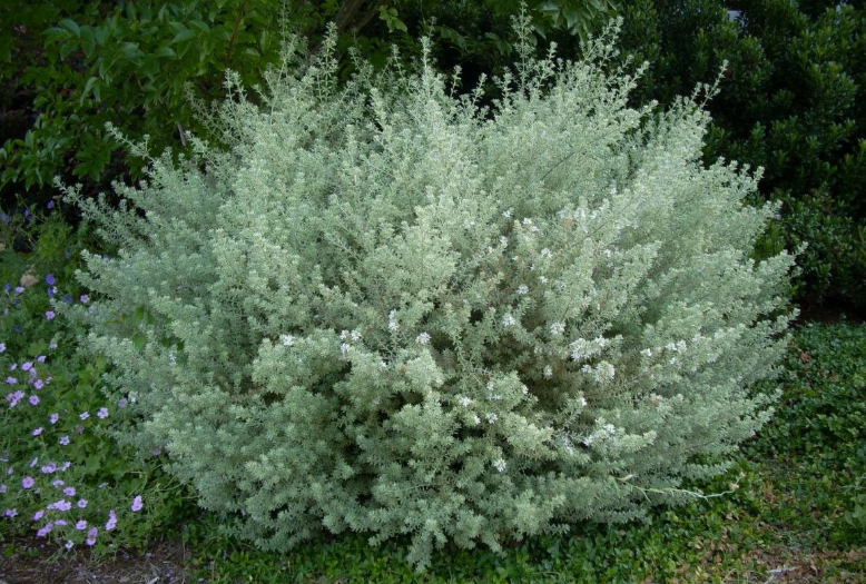 Westringia fruticosa Smokey