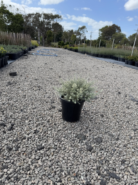 Westringia fruticosa Smokey