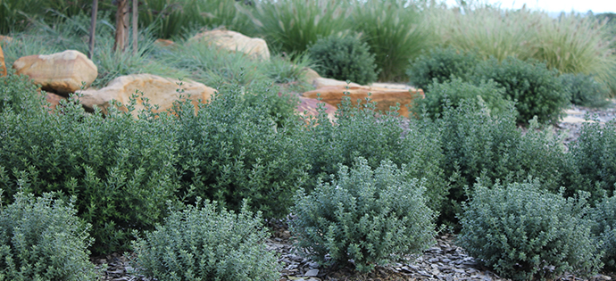 Westringia fruticosa Zena