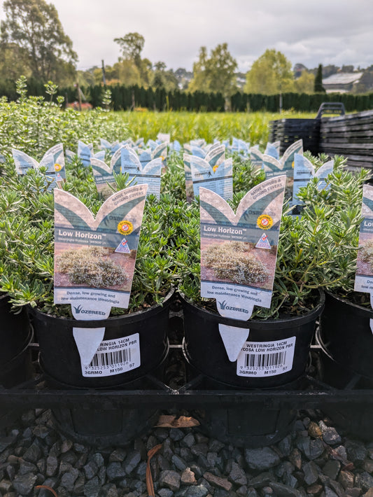 Westringia fruticosa (WES06)  Low Horizon™