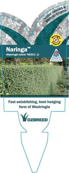 Westringia hyb. (WES01)  NARINGA™