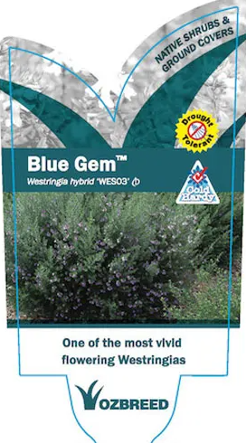 Westringia hyb. (WES03)  BLUE GEM™