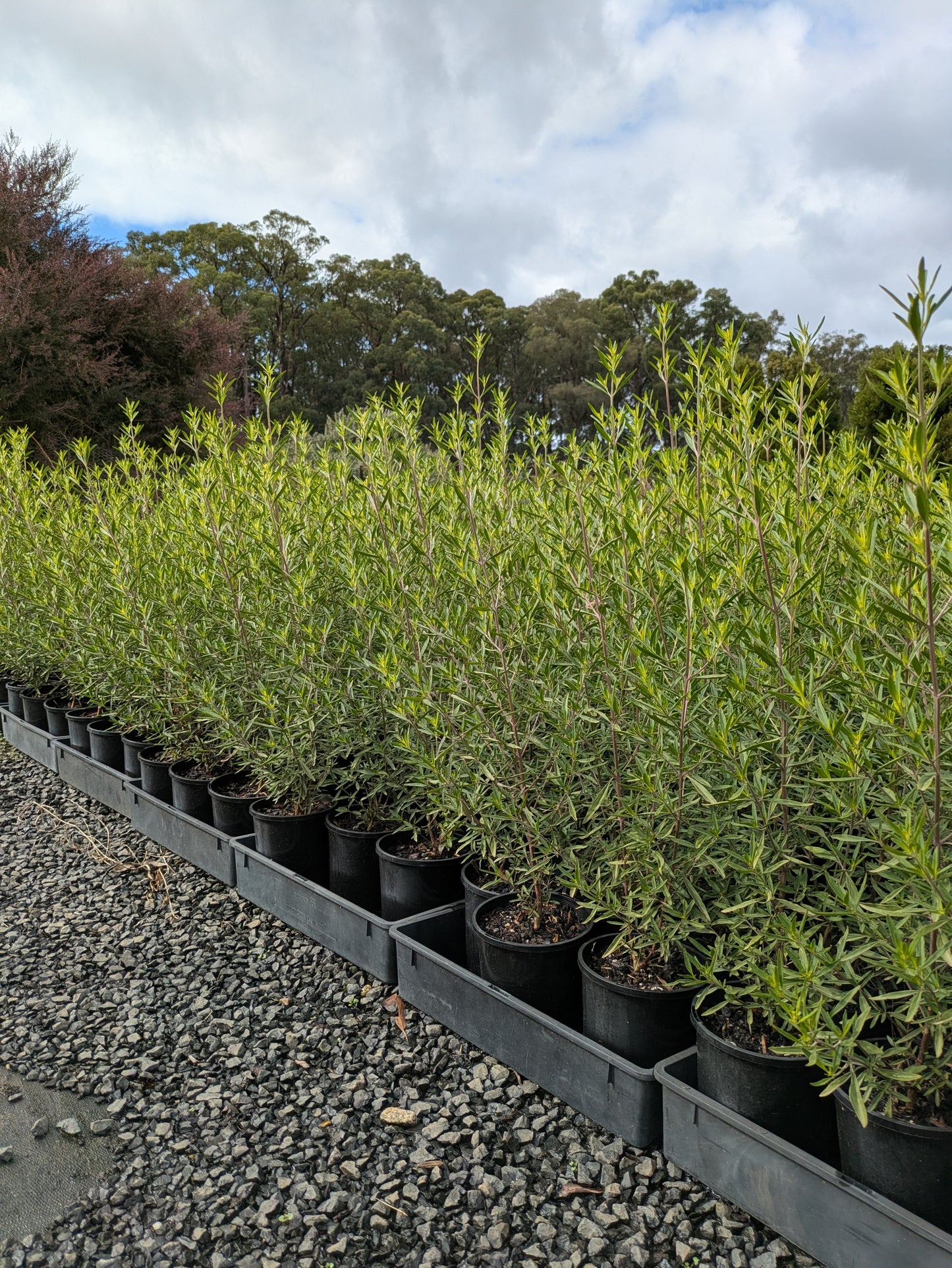 Westringia purpurea