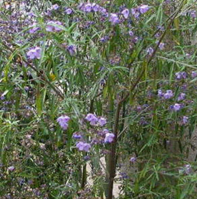 Westringia purpurea