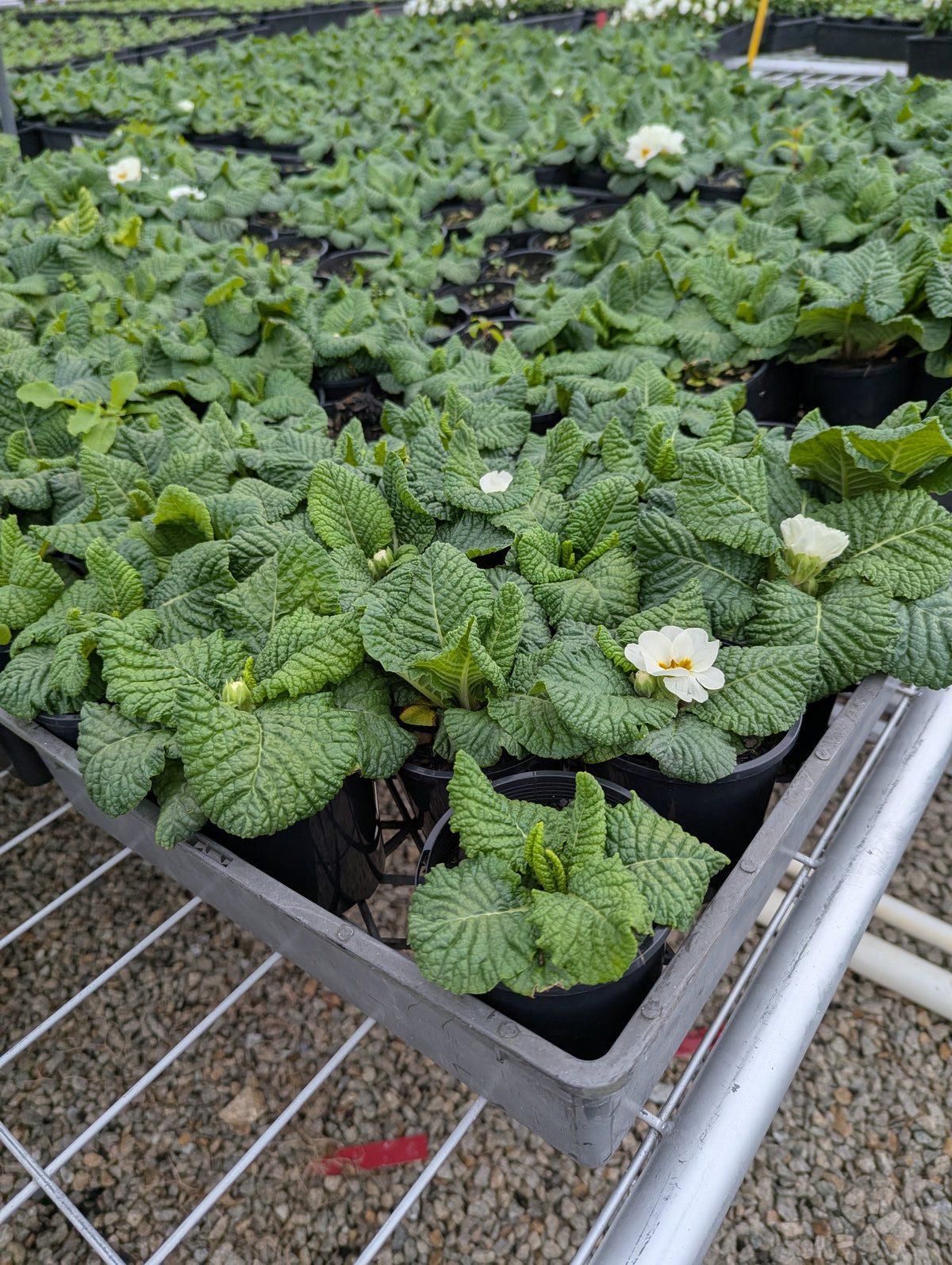 Primula acaulis Mixed Colours