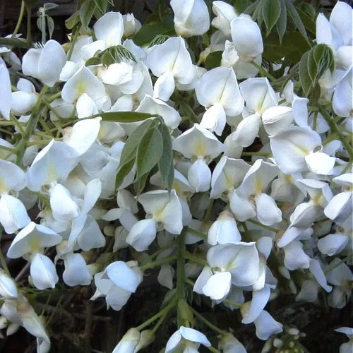 Wisteria floribunda Alba