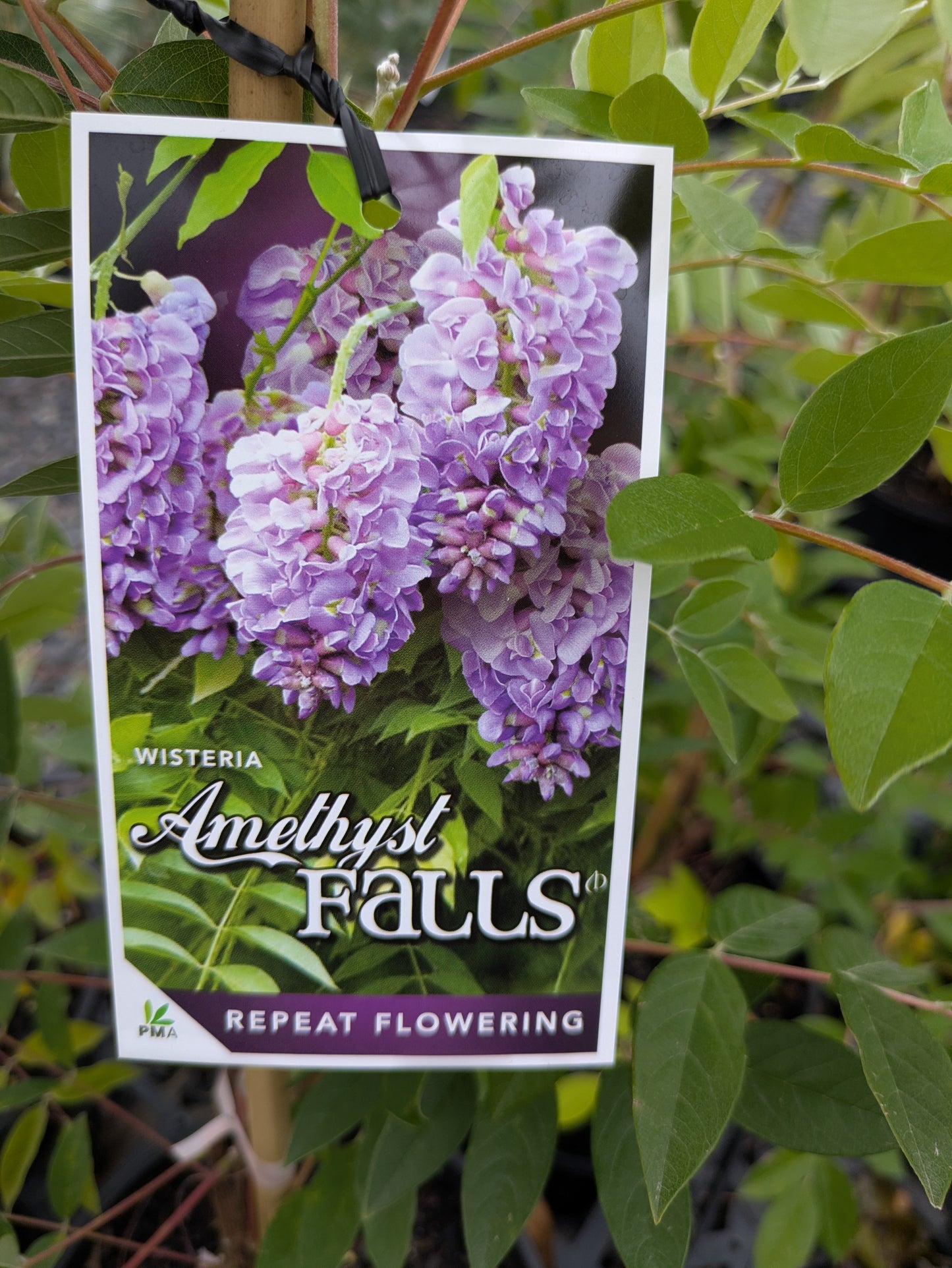Wisteria frutescens Amethyst Falls