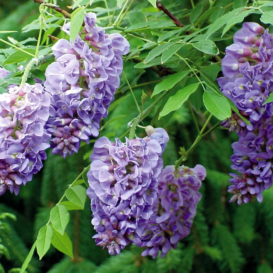 Wisteria frutescens Amethyst Falls