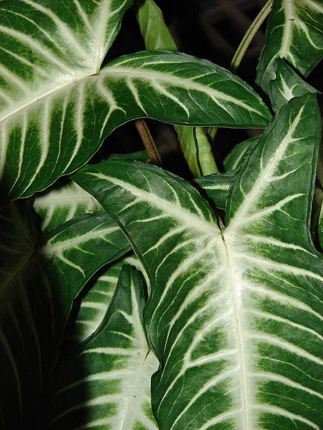 Xanthosoma lindenii
