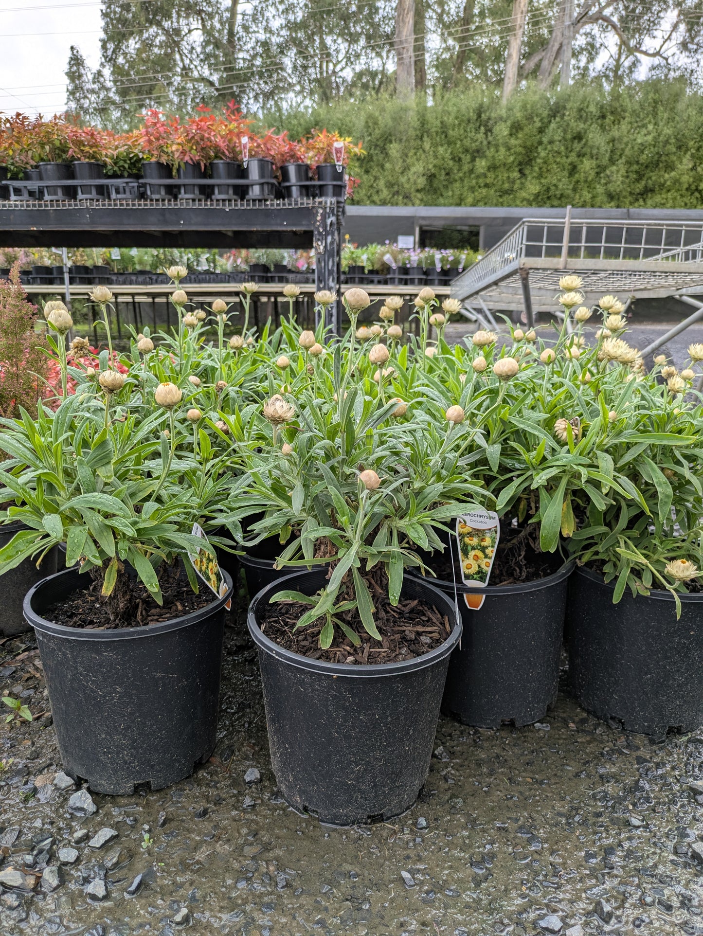 Xerochrysum bracteatum Cockatoo (Helichrysum)