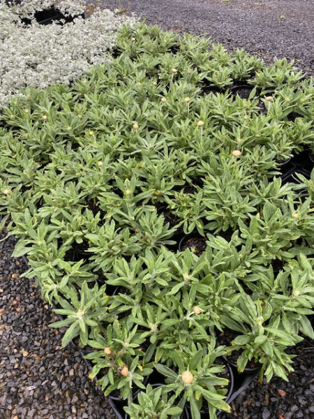 Xerochrysum bracteatum Cockatoo (Helichrysum)