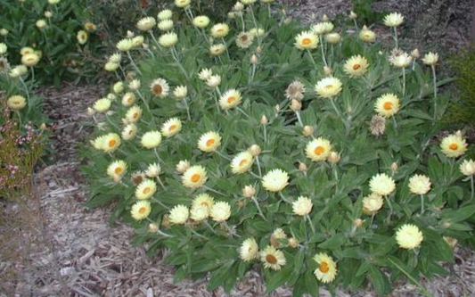 Xerochrysum bracteatum Cockatoo (Helichrysum)