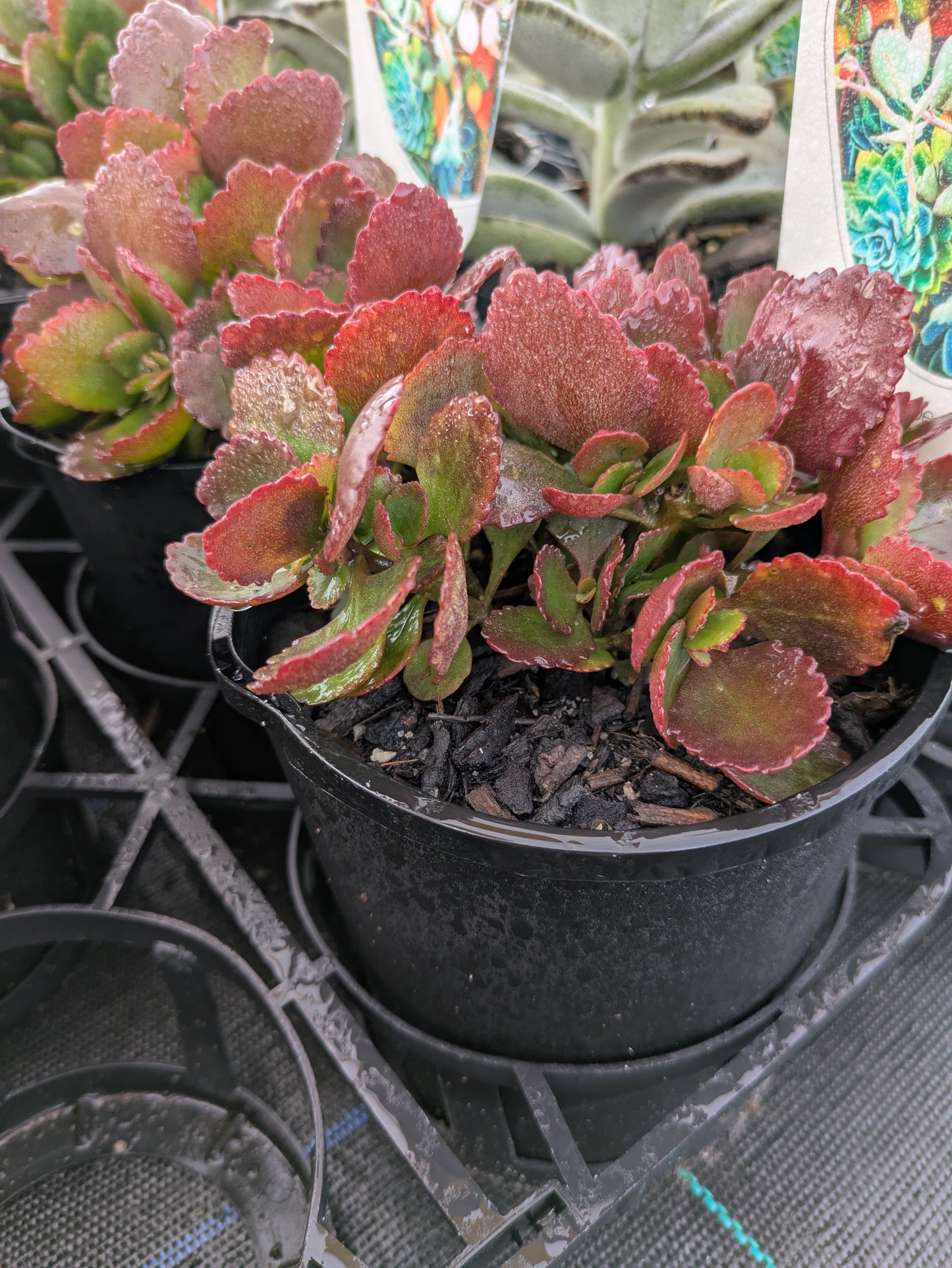 Kalanchoe Hot Pink
