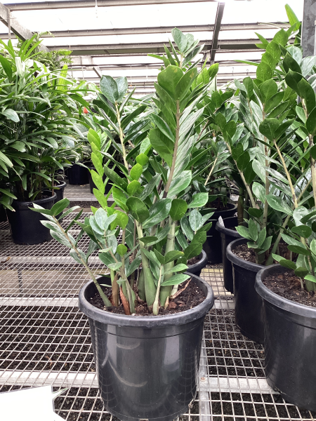 Zamioculcas zamilfolia