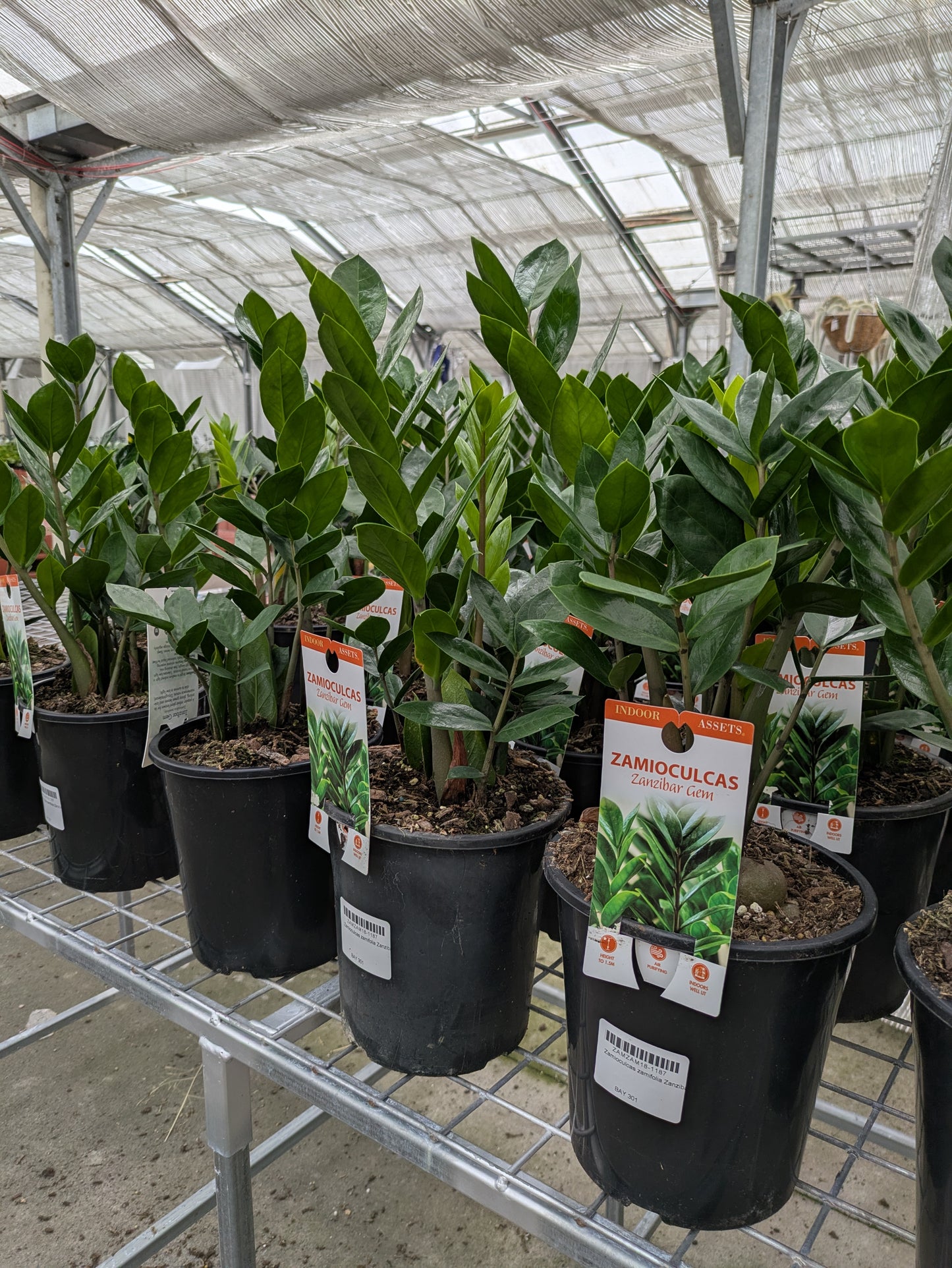 Zamioculcus zamifolia