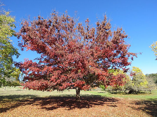 Zelkova serrata