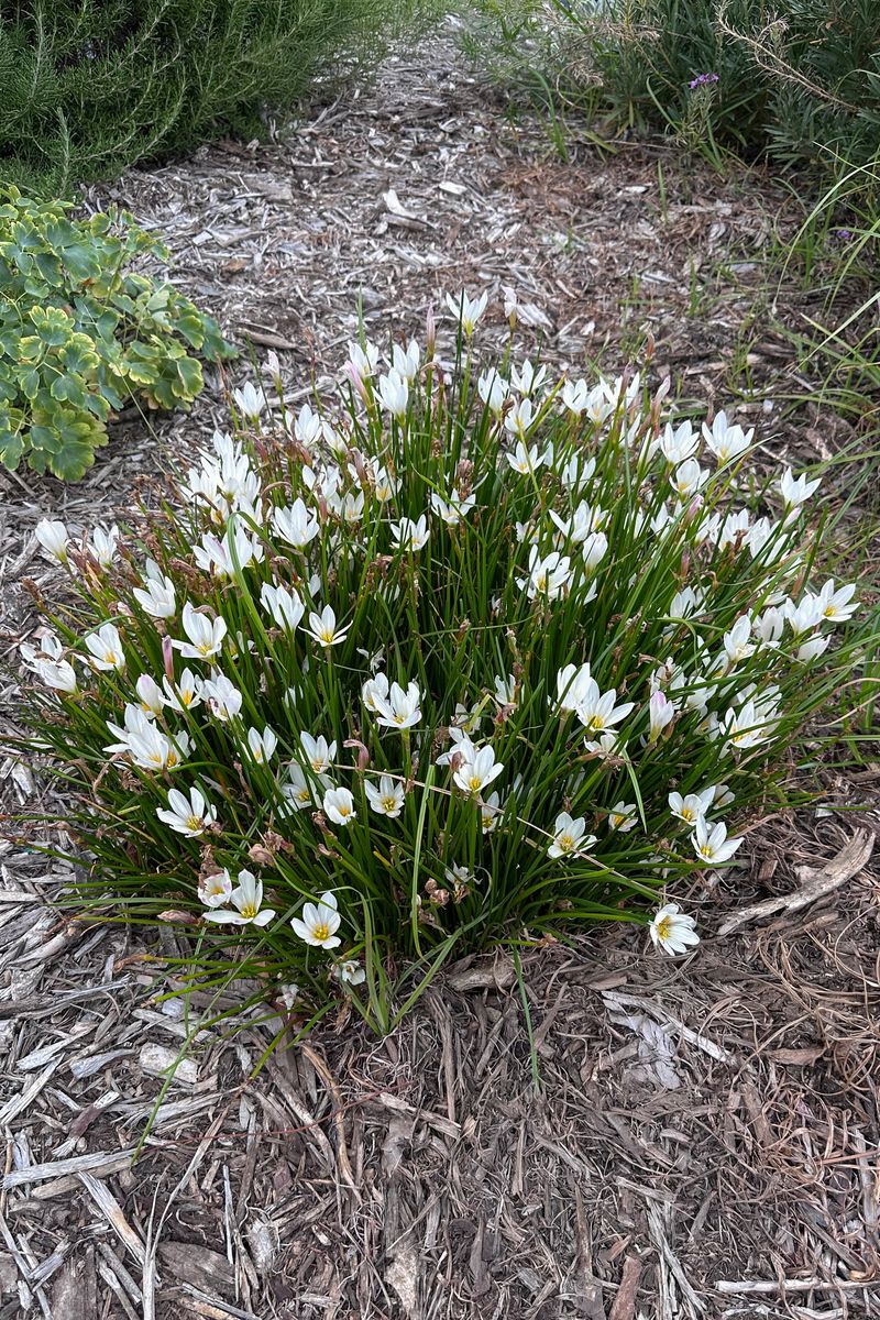 Zephyranthes ‘Bold Star’
