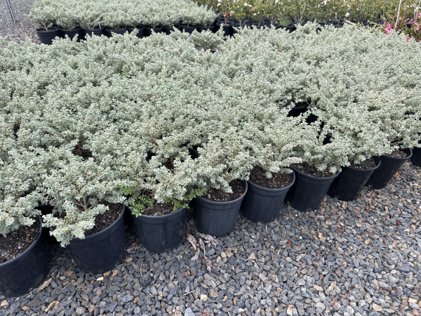 the plant broker