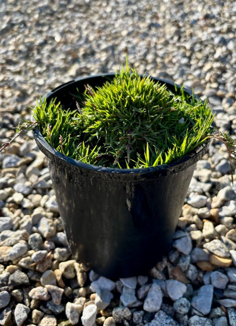 Zoysia hybrid 'Zen Grass' pbr