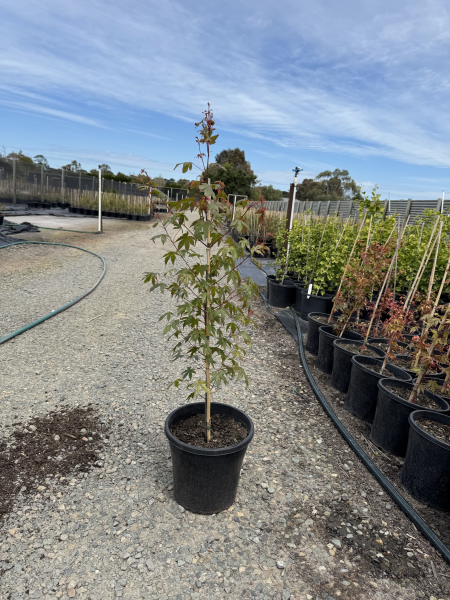 Acer palmatum