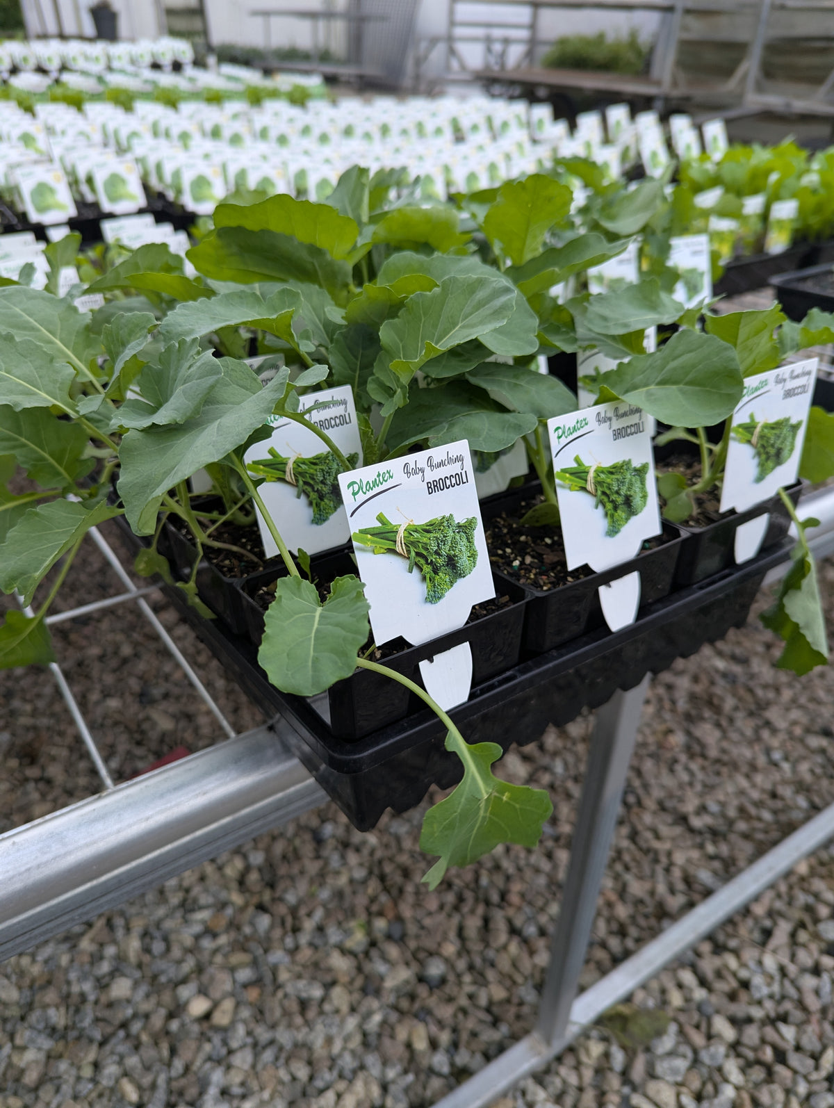 Broccoli - Baby Bunching