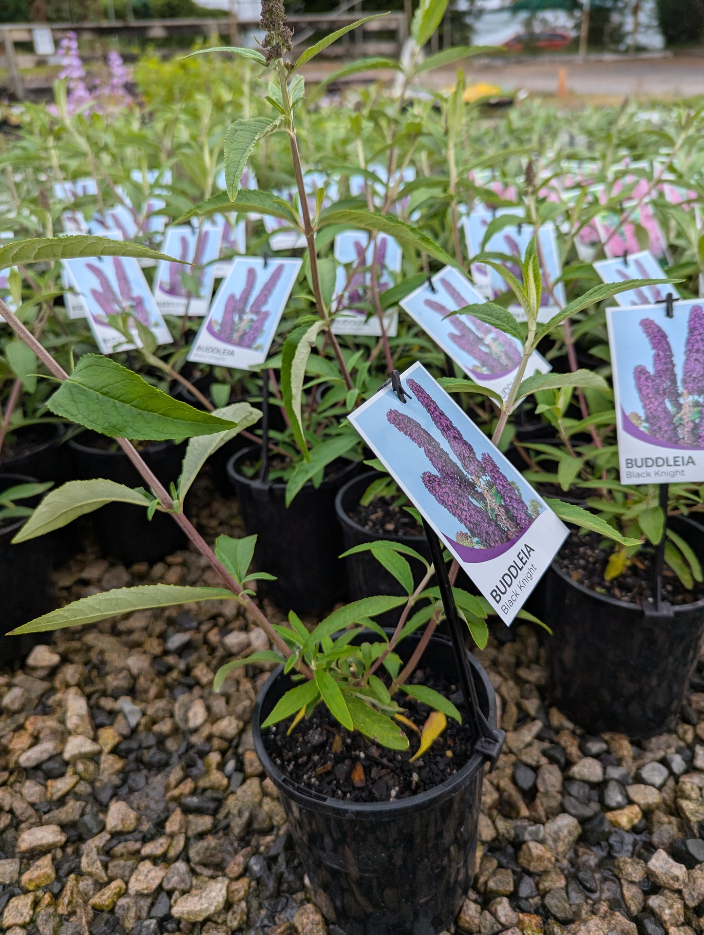 Buddleja davidii Black Knight
