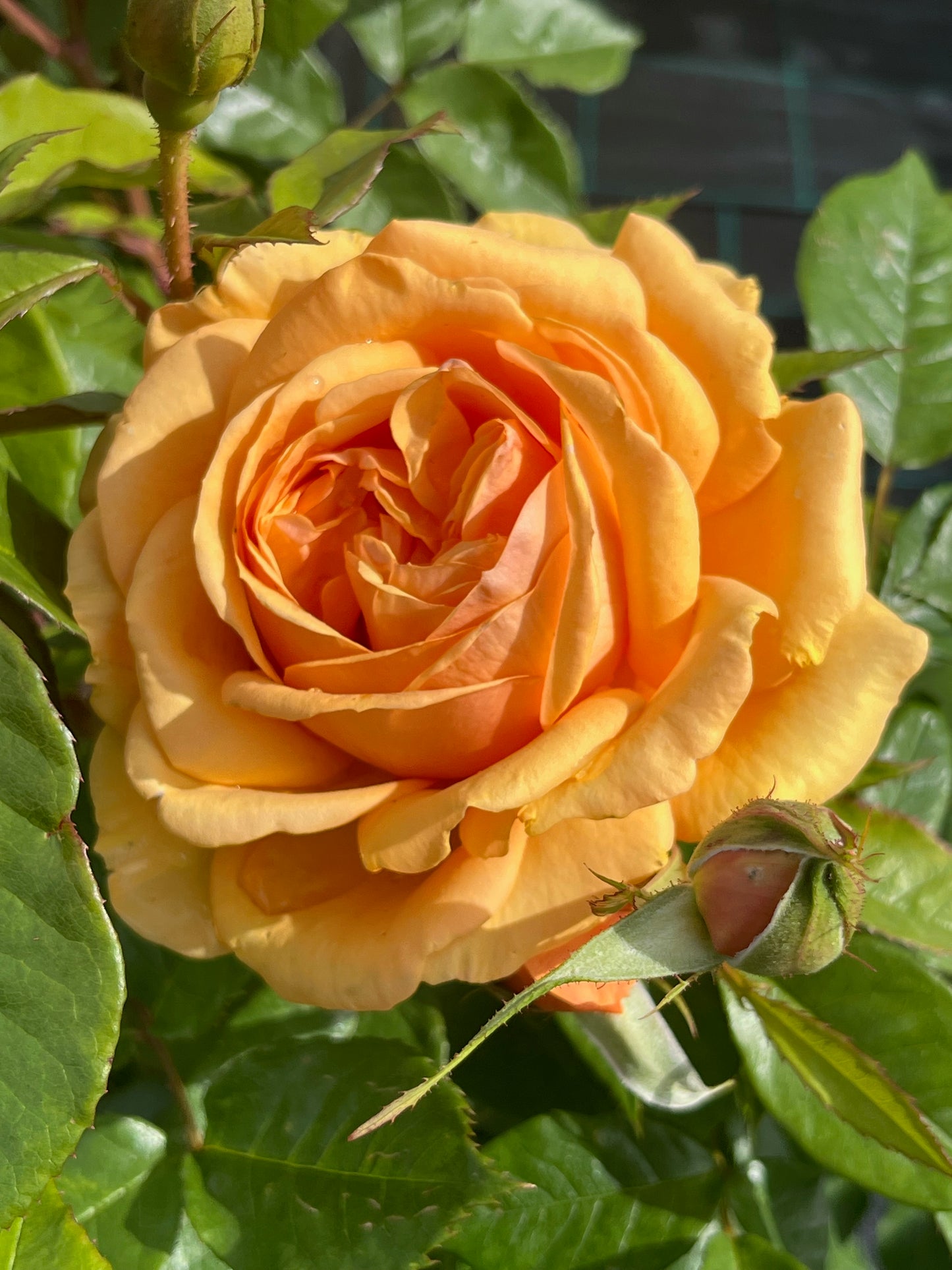 Rose - Golden Beauty