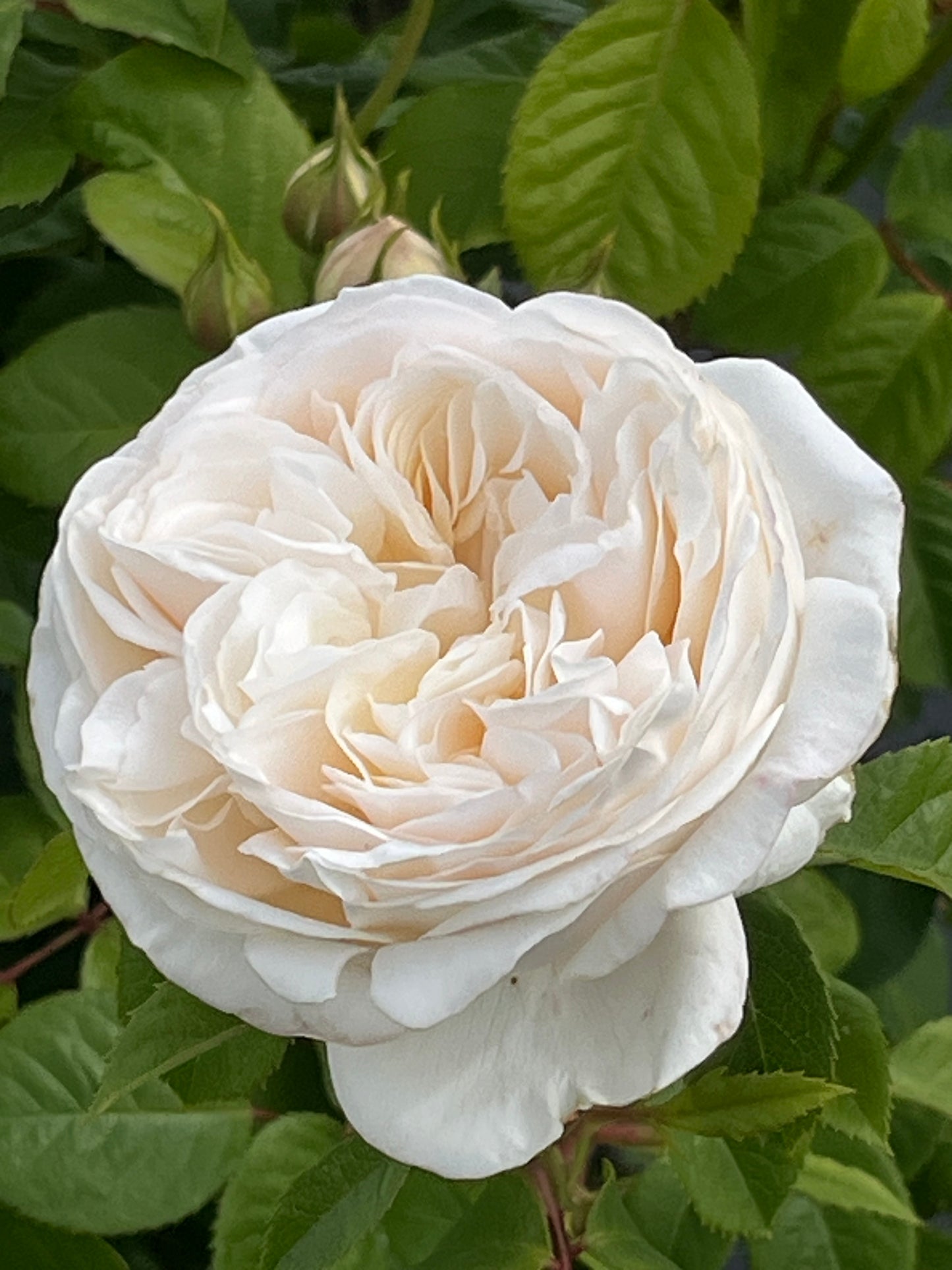 Rose - Guardian Angel