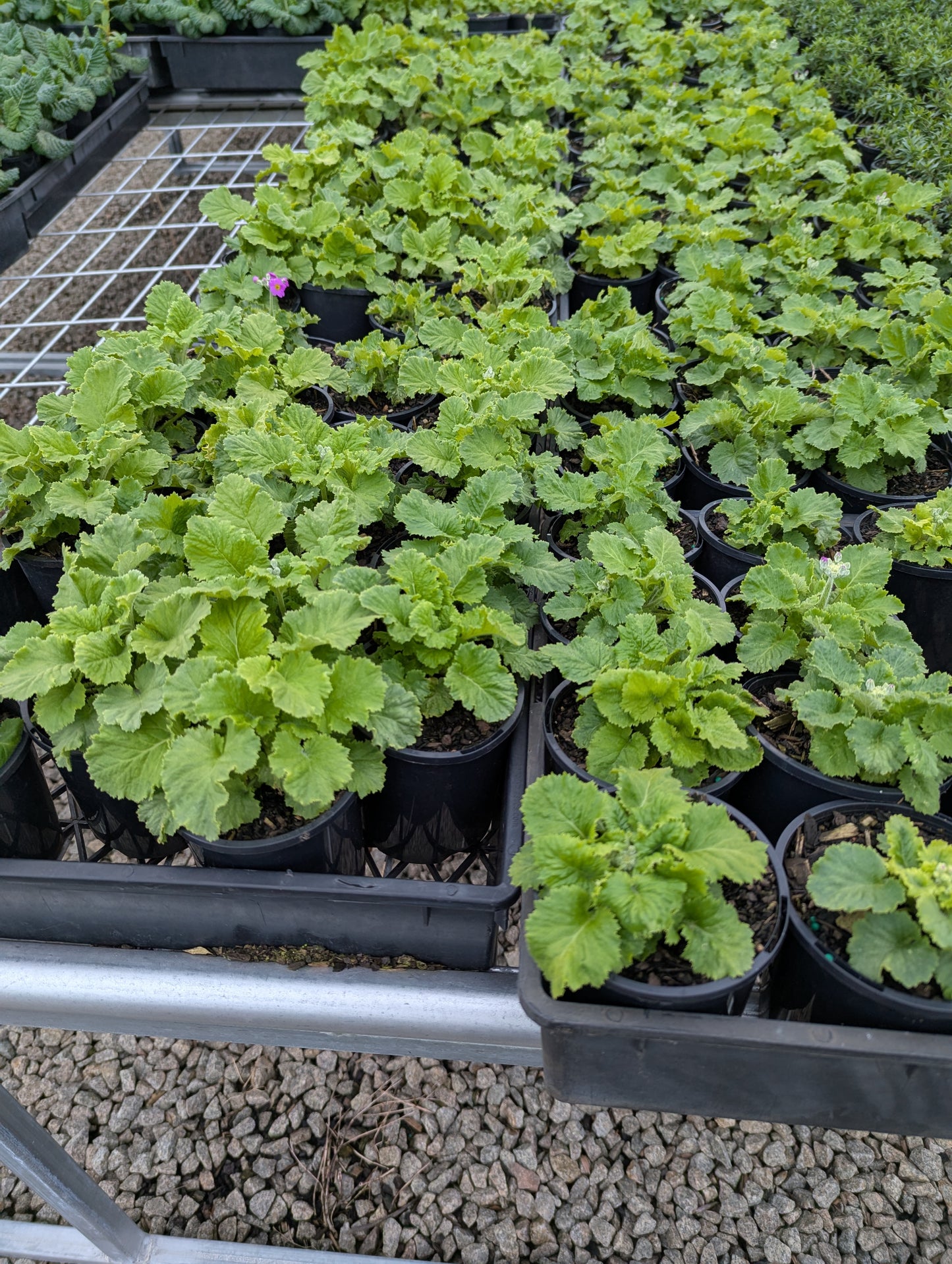 Primula malacoides Mix