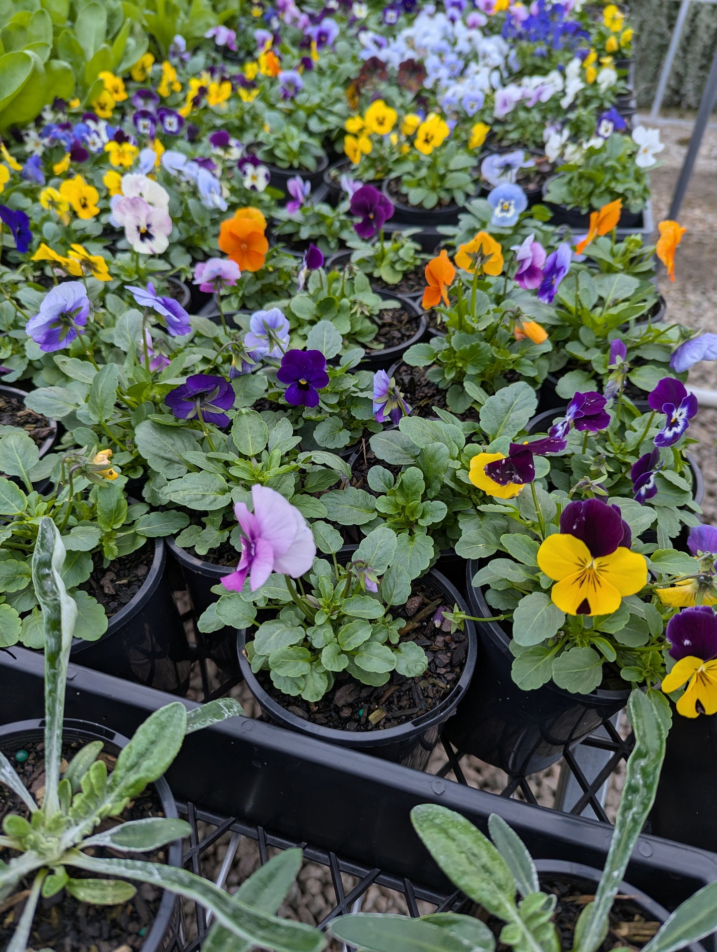 Viola spp. Mix