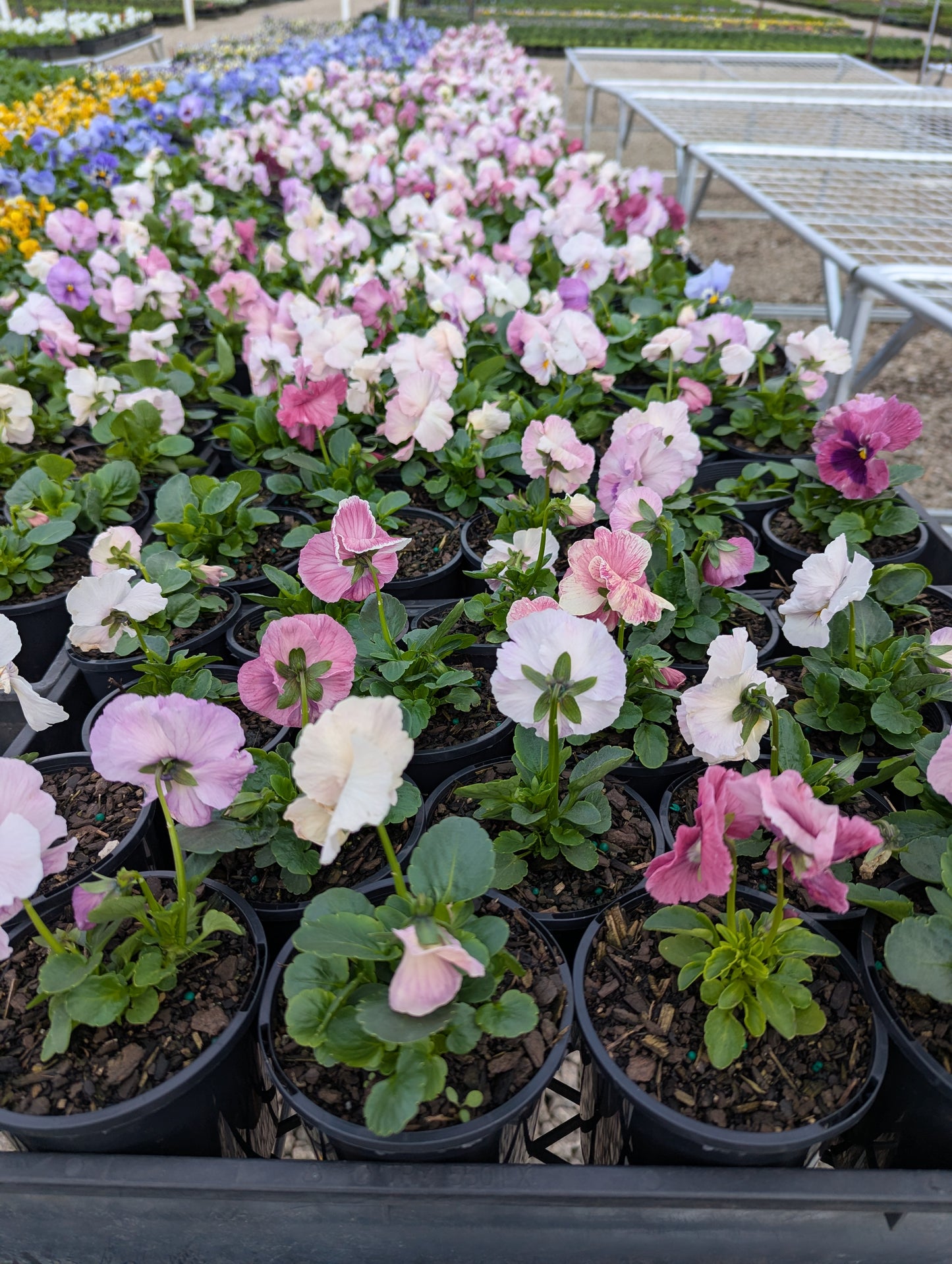 Pansy spp. Pink Shades