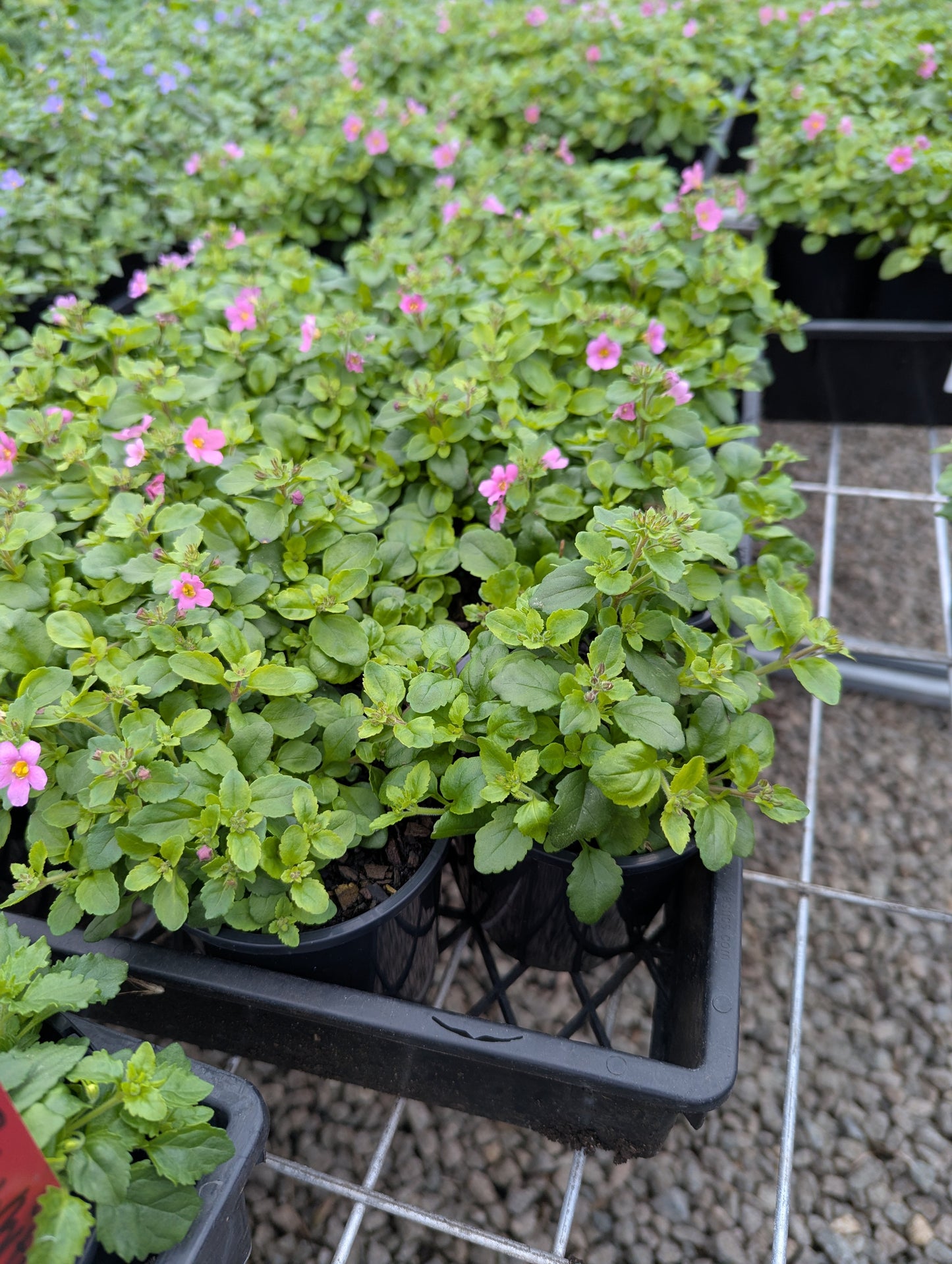 Bacopa Pinktopia