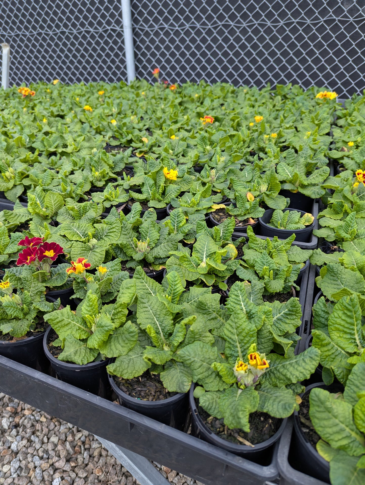 Primula acaulis Tagetes