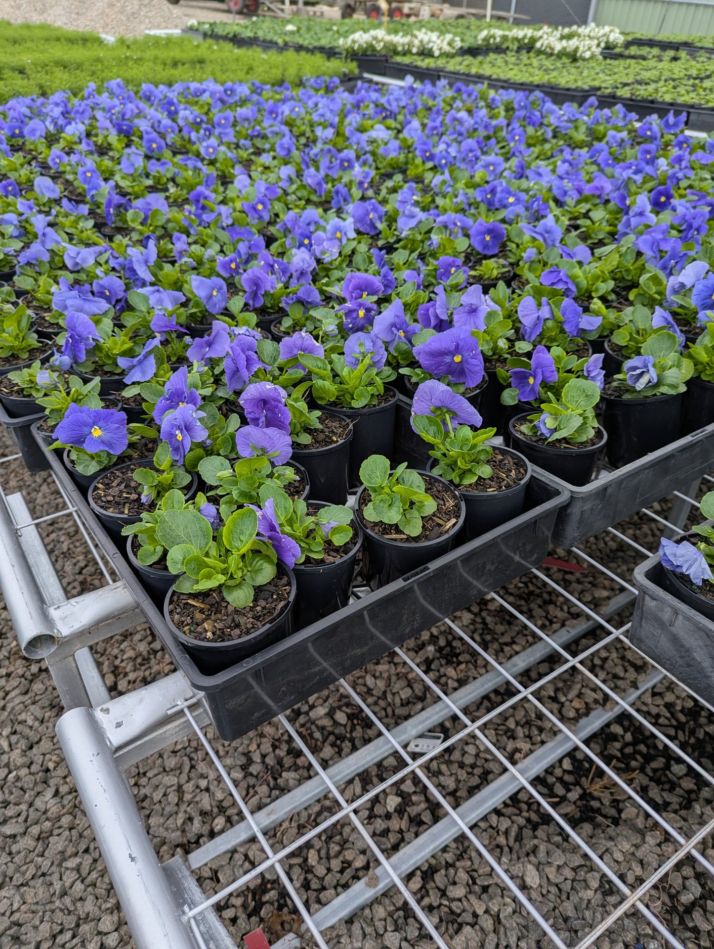 Pansy spp. True Blue