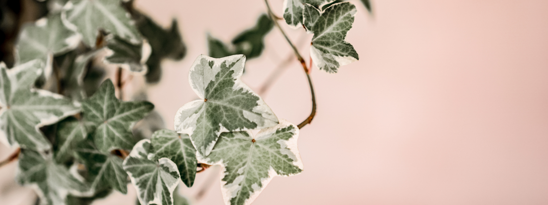 The Ultimate Guide to Climbers: Nature’s Vertical Marvels