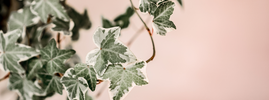 The Ultimate Guide to Climbers: Nature’s Vertical Marvels