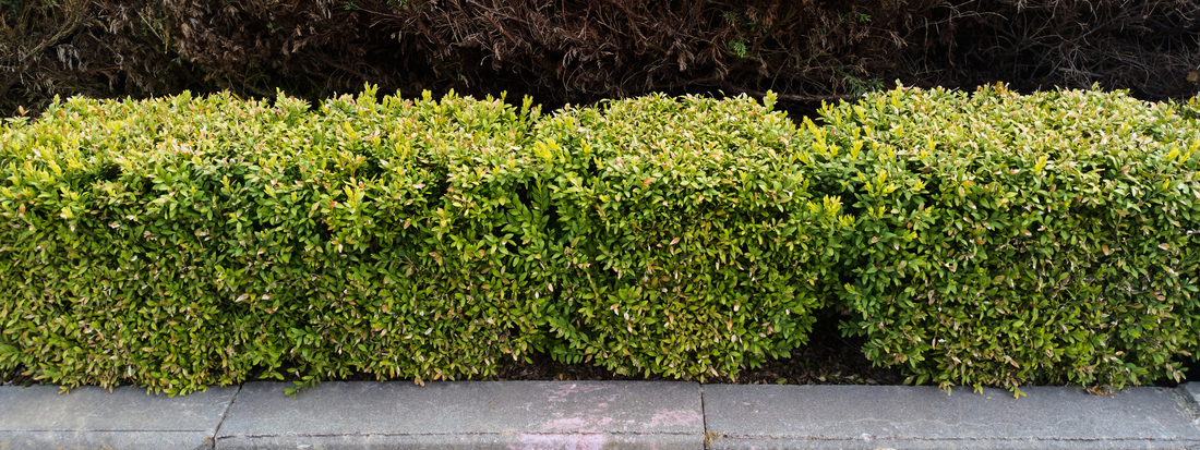 Shrubs: The Perfect Plants for Your Australian Home and Garden