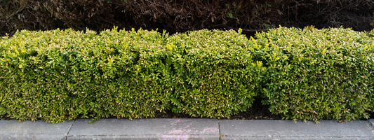 Shrubs: The Perfect Plants for Your Australian Home and Garden