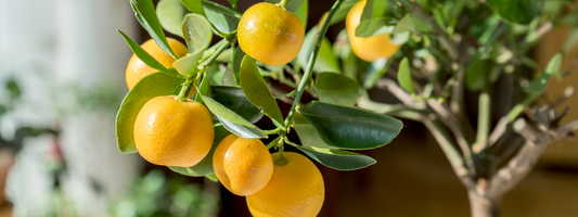 Choosing the Best Tree to Grow from a Pot Plant