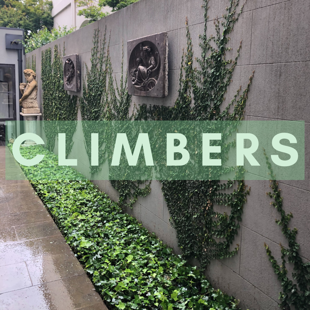 Climber