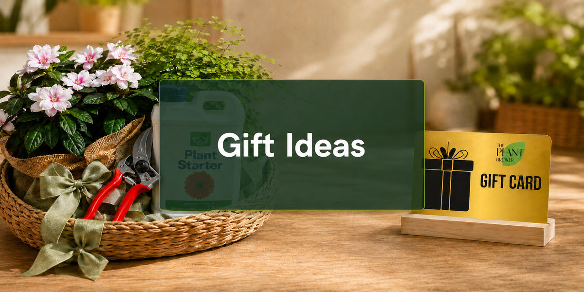 Gift Ideas