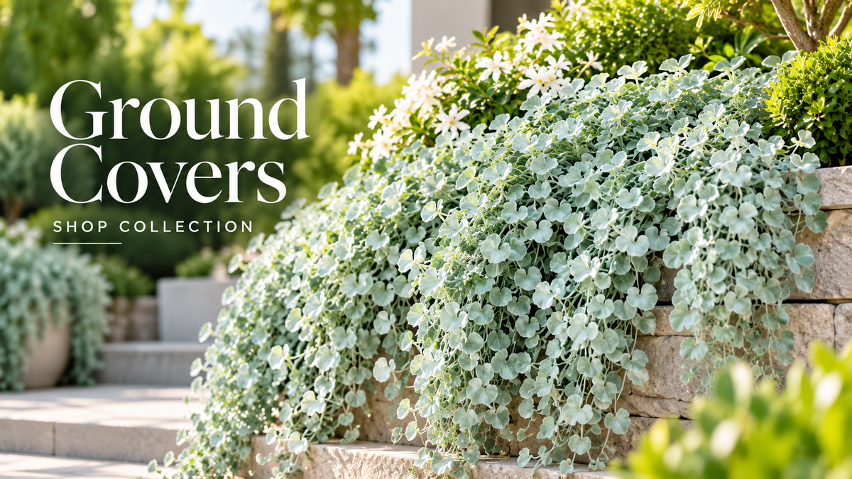 Ground Cover