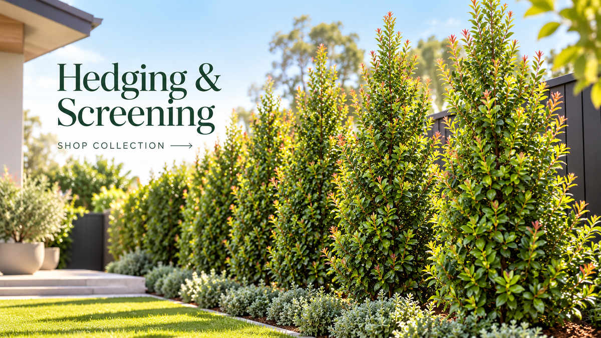 Hedging & Screening