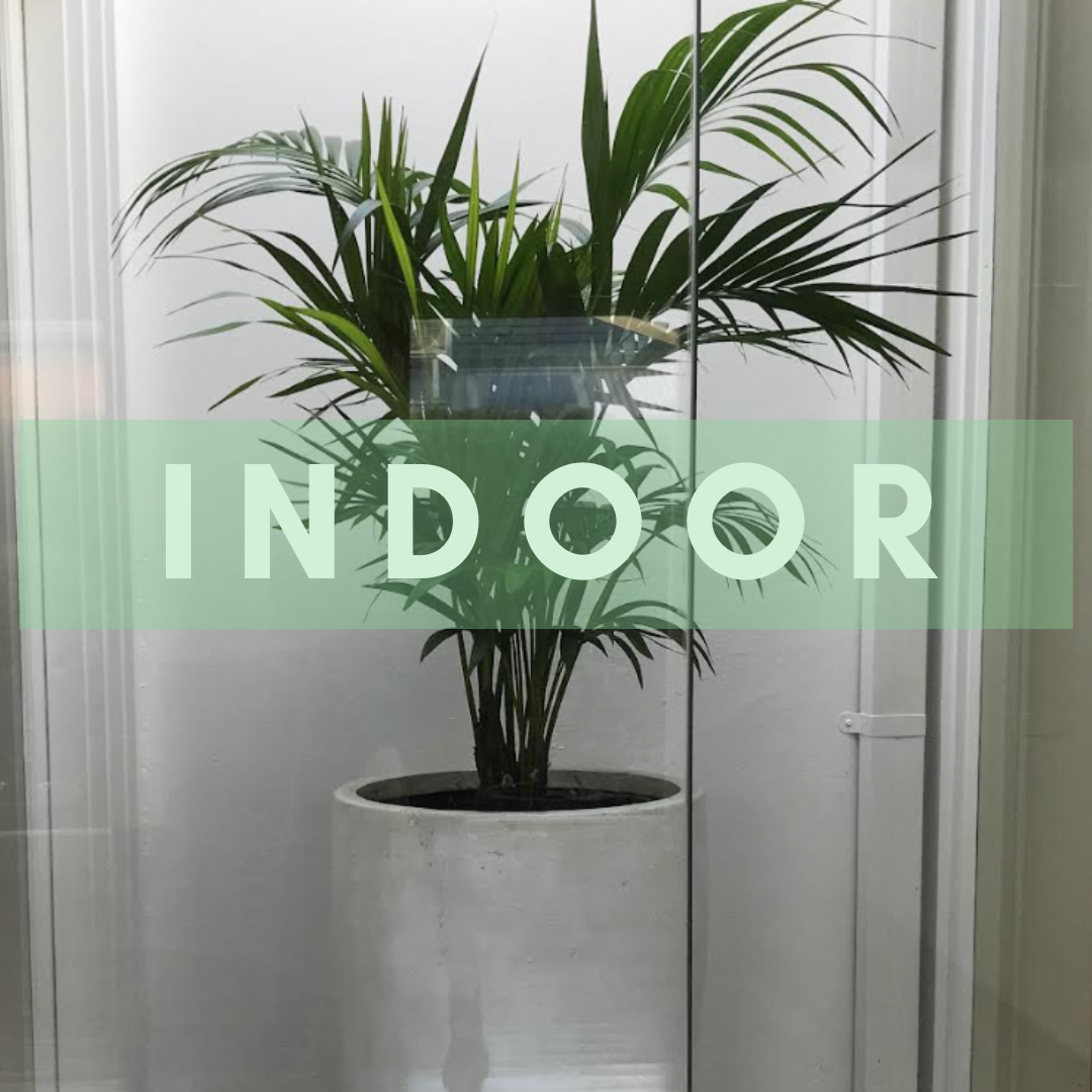 Indoor Plants