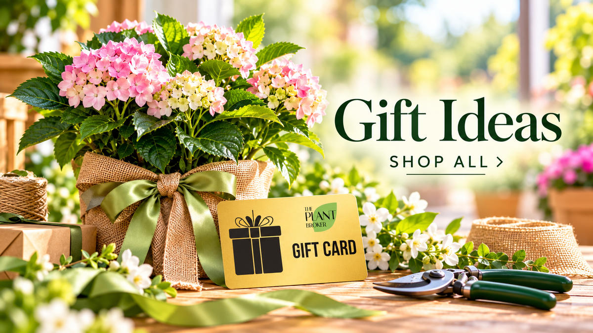 Gift Ideas