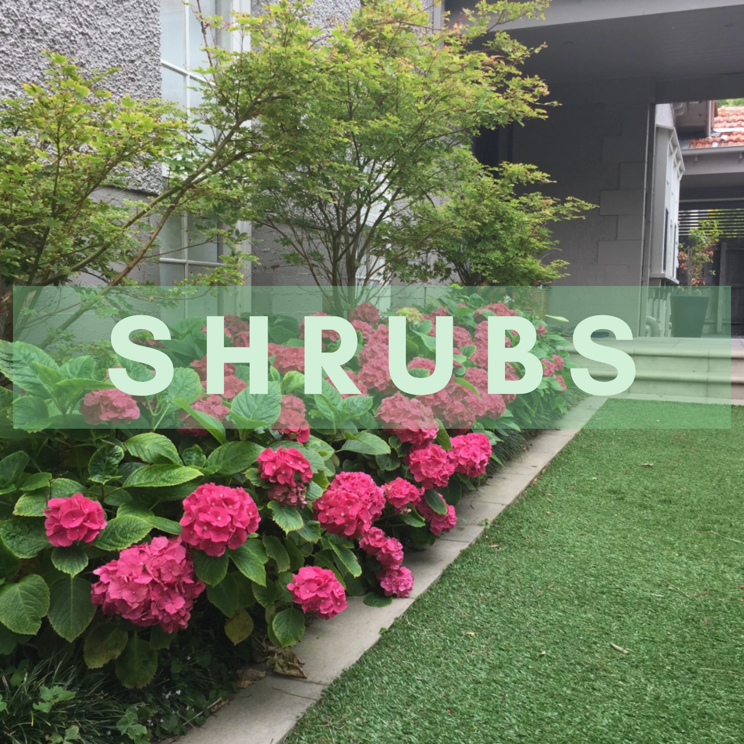 Shrubs