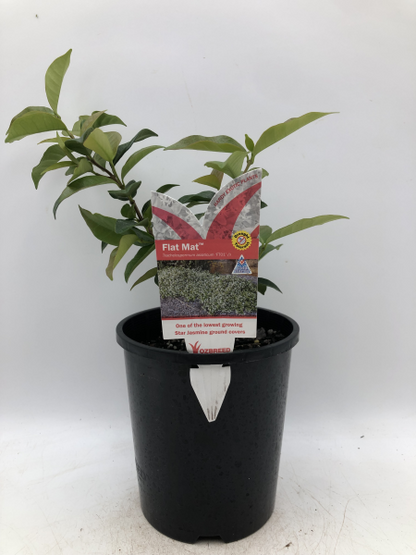 Trachelospermum asiaticum (FT01)  FLAT MAT™