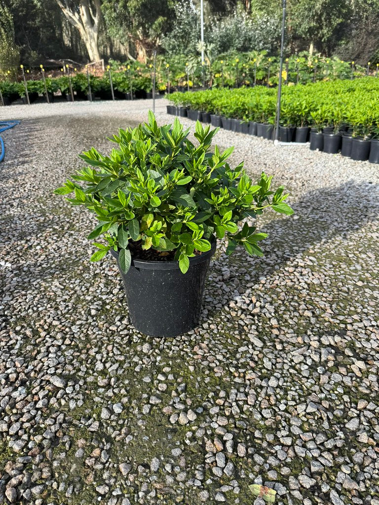 Azalea indica 'Magnifica Rosea'